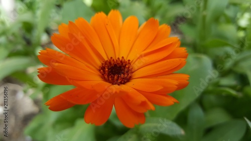 Orange Flower Close Up