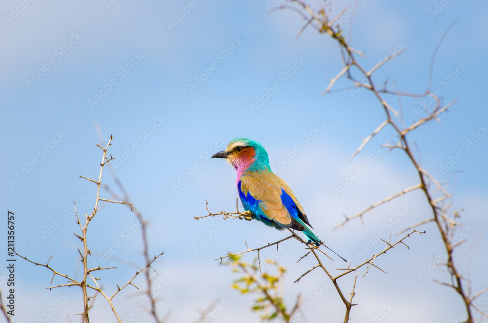 Lilac Breasted Roller, colorful bird, Kruger National Park, South Africa