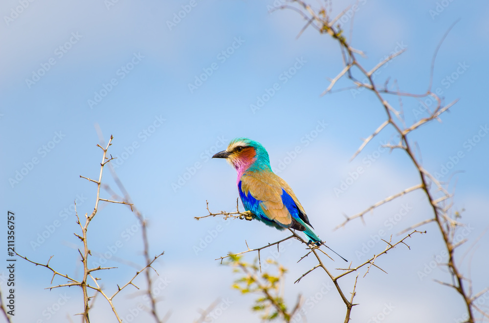 Lilac Breasted Roller, colorful bird, Kruger National Park, South Africa Lilac Breasted Roller, colorful bird, Kruger National Park, South Africa