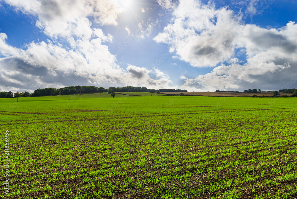 Green farm field at sunny day in United Kingdom