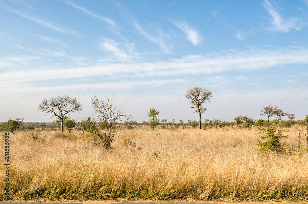 Kruger National Park, savannah vegetation, yellow grass. South Africa Kruger National Park, savannah vegetation, yellow grass. South Africa