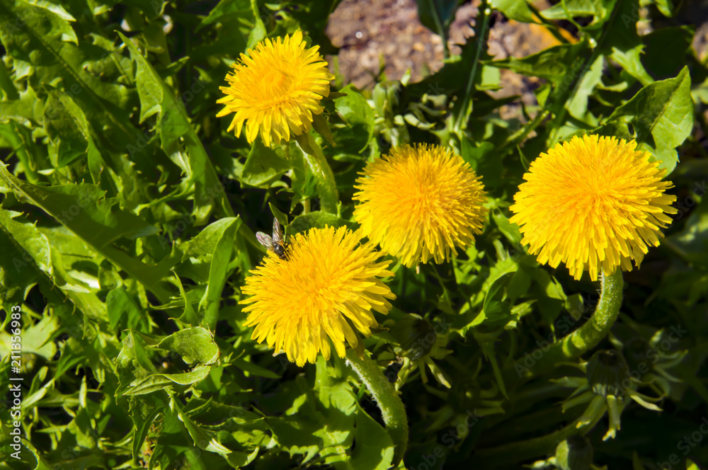 Dandelion and fly Dandelion and fly