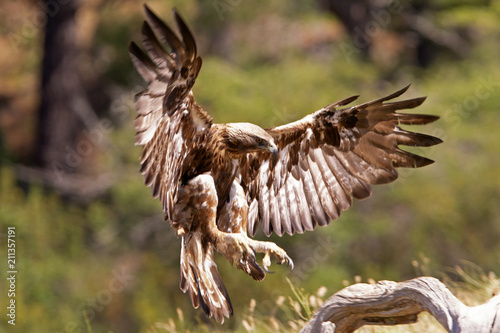 Old male of Golden eagle. Aquila chrysaetos