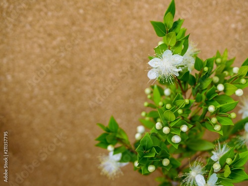 Myrtle Flowers photo