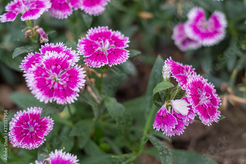 Field of flower