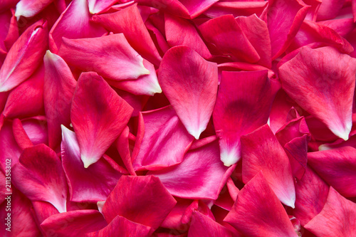 Red rose petals. Rose petals background