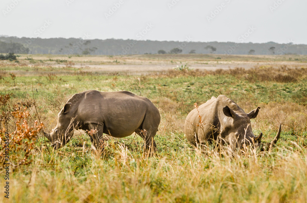 Rhinoceroses in the bushes ,Kruger National Park, South Africa Rhinoceroses in the bushes ,Kruger National Park, South Africa