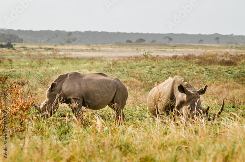 Rhinoceroses in the bushes ,Kruger National Park, South Africa