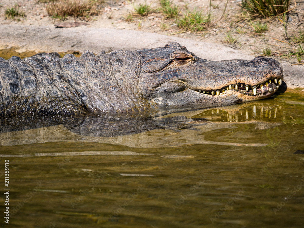 Obraz premium Crocodile