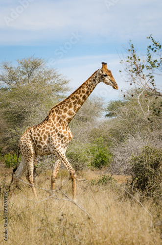 Giraffe  Kruger park safari animals. South Africa