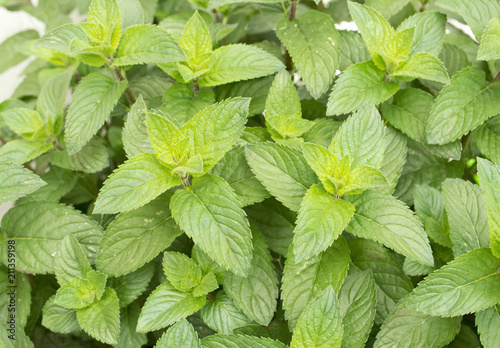 Close-up view on leaves of lemon balm. Freshness. 