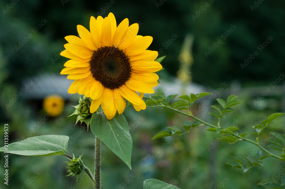 Closeup of sunflower in a vegetable garden Closeup of sunflower in a vegetable garden