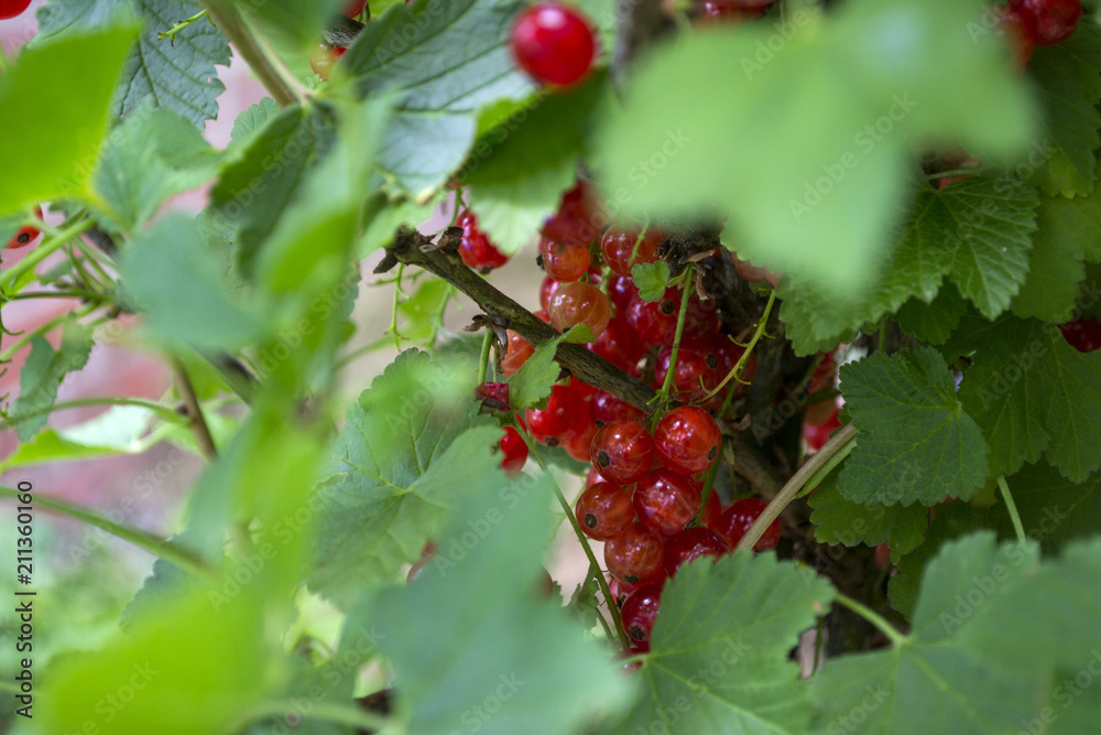The berries of red currant on a bush. Macro shot.