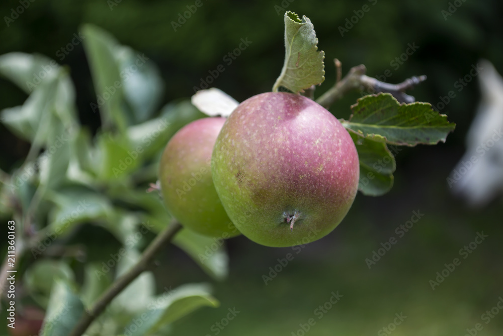 Ripe apples in orchard. Close up.