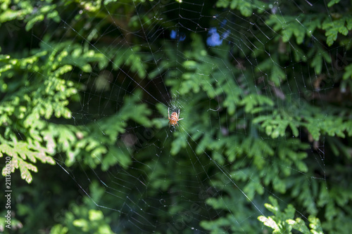 An arachnid sits on a spider web.
