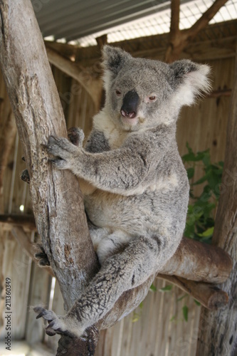 Fototapeta Naklejka Na Ścianę i Meble -  koala is climbing on a tree branch, australia