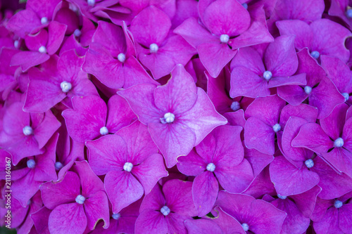 Pink hydrangea background.