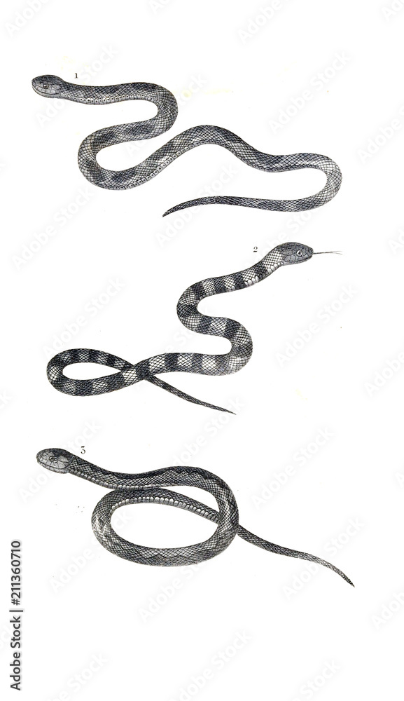 Reptile illustration