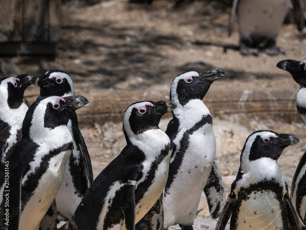 Naklejka premium Manchots