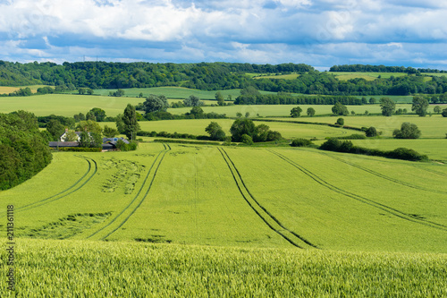 Field of grain - british landscape