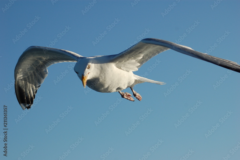 Obraz premium Gull on the Wing