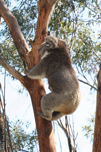 koala is climbing on a tree branch, australia