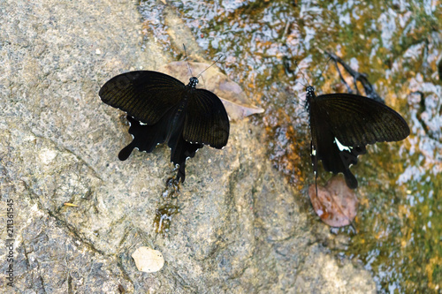 Beautiful black it is butterfly isolated on nature background