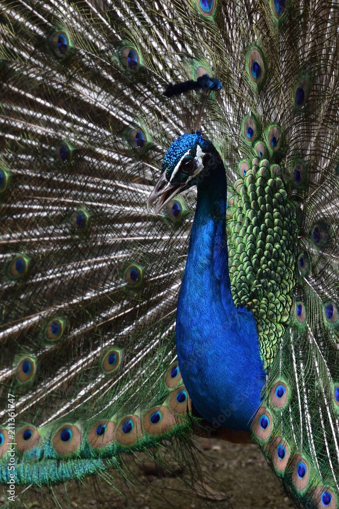 Obraz premium 羽を広げたクジャク