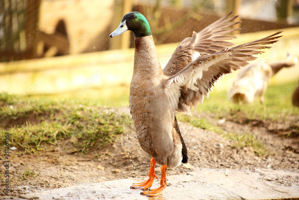 Obraz premium Mallard duck drying with open wings.