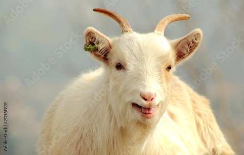 Close up photo of a happy, young white goat kid.