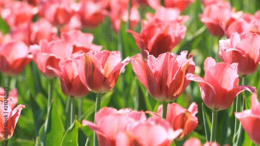 Beautiful pink tulips blossom on flowerbed Beautiful pink tulips blossom on flowerbed