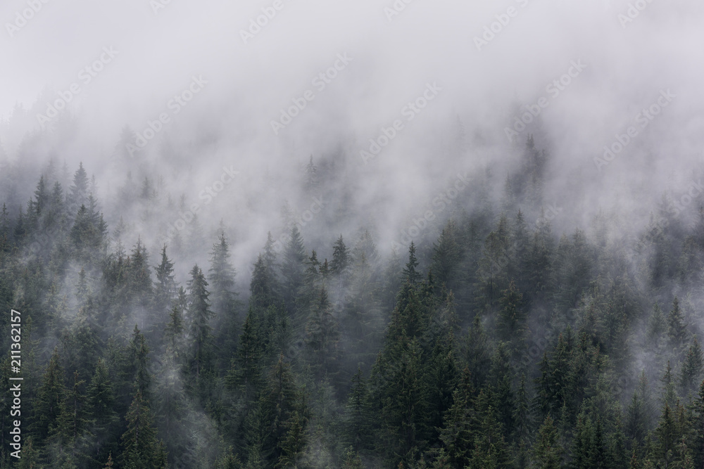 Foggy Pine Forest. Dense pine forest in morning mist.