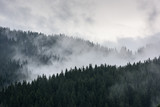 Foggy Pine Forest. Dense pine forest in morning mist.