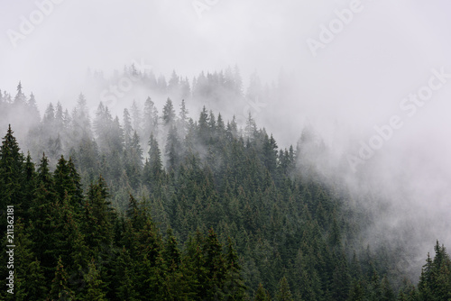 Fototapeta Naklejka Na Ścianę i Meble -  Foggy Pine Forest. Dense pine forest in morning mist.