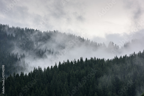 Fototapeta Gęsty las sosnowy w porannej mgle
