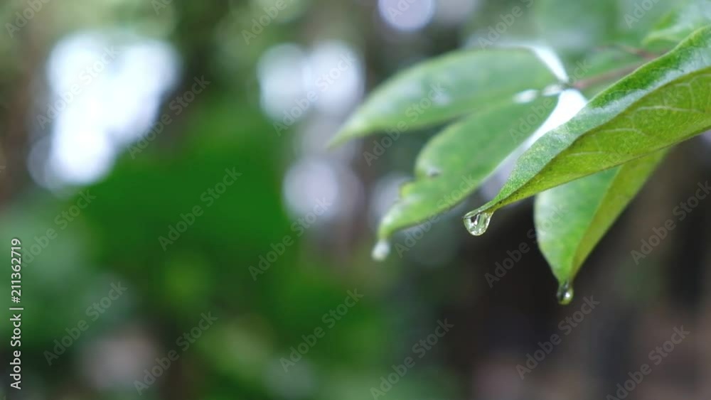 Slow Motion, Water drops falling on green leaves during rain, Full HD Slow Motion, Water drops falling on green leaves during rain, Full HD