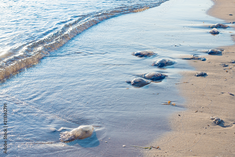 Fototapeta premium Bluebottles washed up on beach in New South Wales, Australia selective focus .