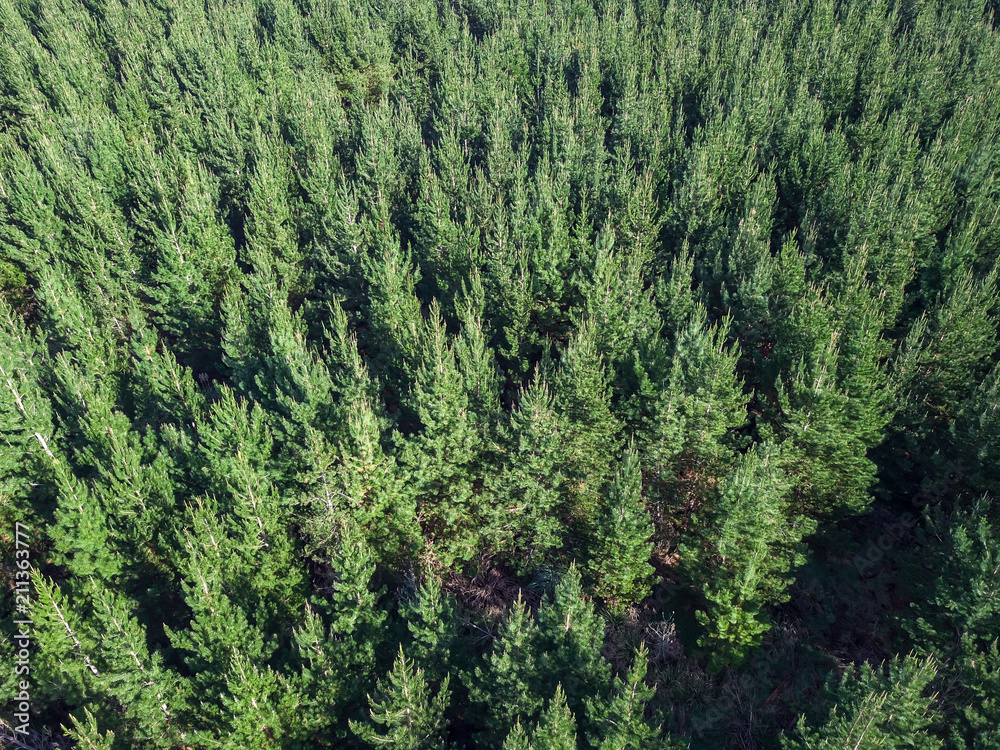 Aerial Pine Forest, New Zealand Farmlands Aerial Pine Forest, New Zealand Farmlands