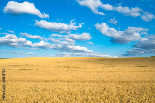 Wheat field landscape