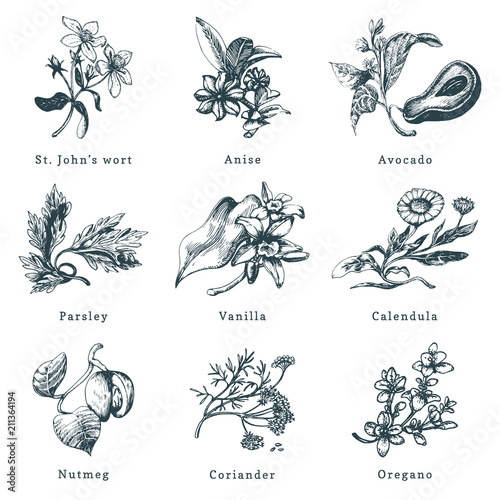 Drawn herbs and spices vector set. Botanical illustrations of organic, eco plants. Used for farm sticker,shop label etc.