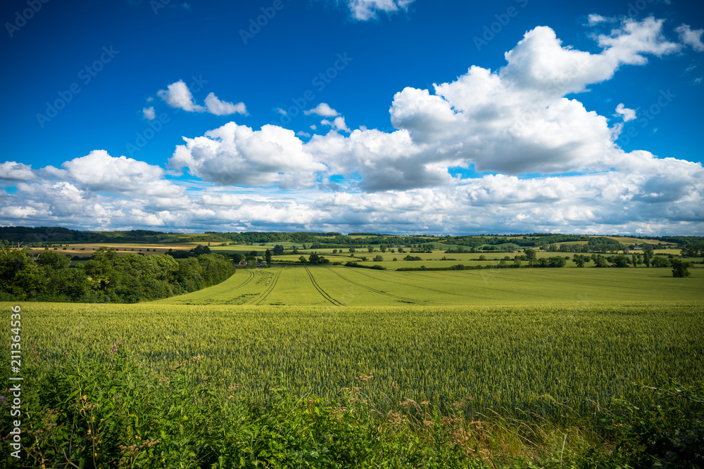 Fototapeta premium Field of grain - British landscape