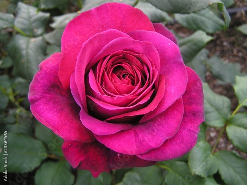 A pink rose from above