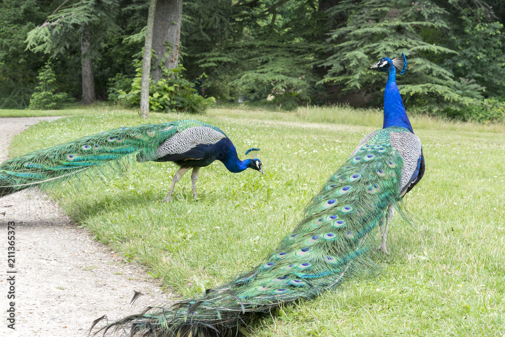 Obraz premium Peacocks at the Bagatelle Park, Paris