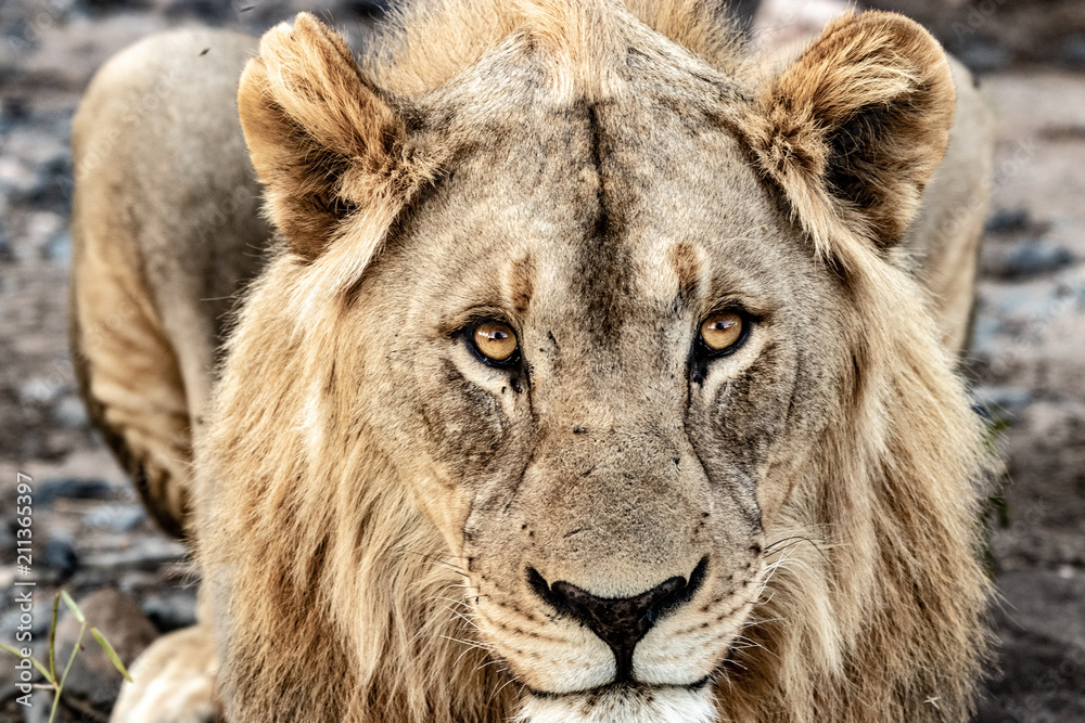 King King
