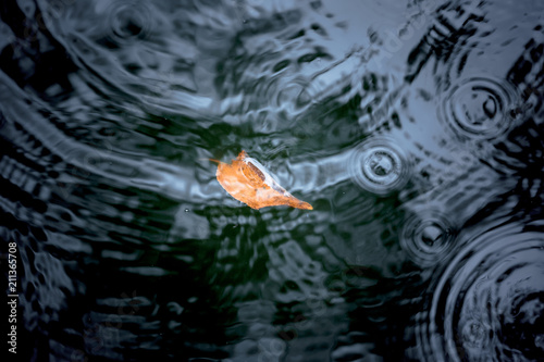 Yellow fallen leaf on a lake surface. Ripples on a water surface from falling raindrops. Autumn concept.