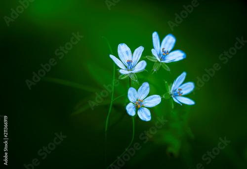 Fresh wild flowers blue arrangement on green background outdoor selective focus