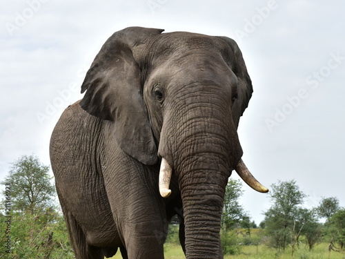 elephants in Kruger national park in South Afdrica