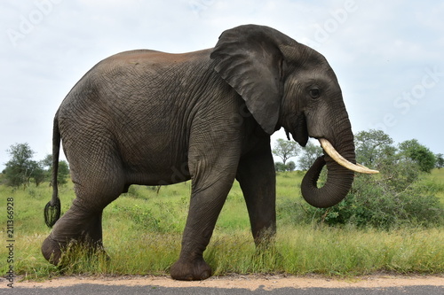 elephants in Kruger national park in South Afdrica