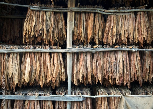 Tobacco leaves drying in the shed
