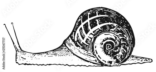 Snail - Mollusca #vector #isolated - Schnecke